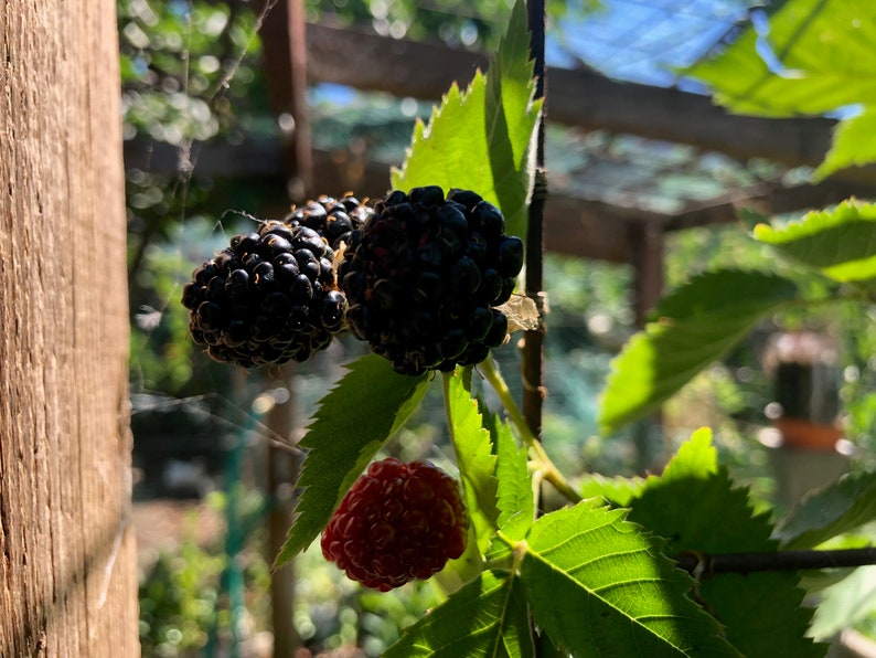 May include: Close-up of a blackberry bush with three ripe blackberries and one red blackberry. The blackberries are growing on a vine with green leaves.