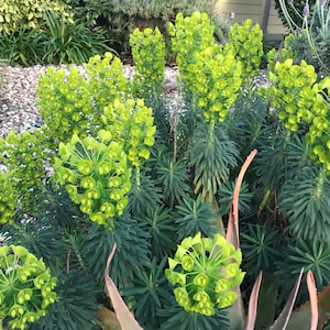 1 Starter Plant of Euphorbia characias subsp. Wulfenii Perennial Flower image 6