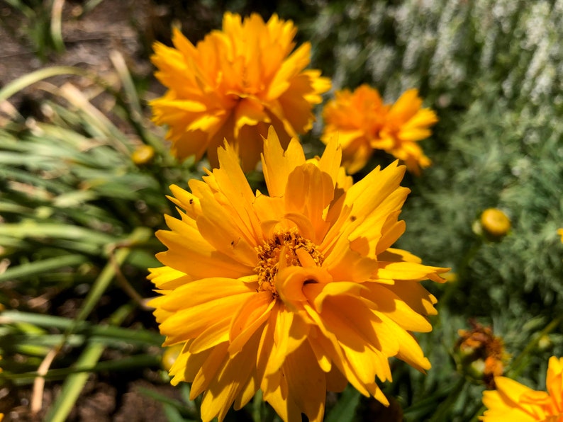 Coreopsis grandiflora Early Sunrise Tickseed image 4