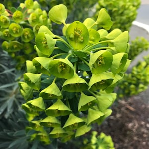 1 Starter Plant of Euphorbia characias subsp. Wulfenii Perennial Flower image 7