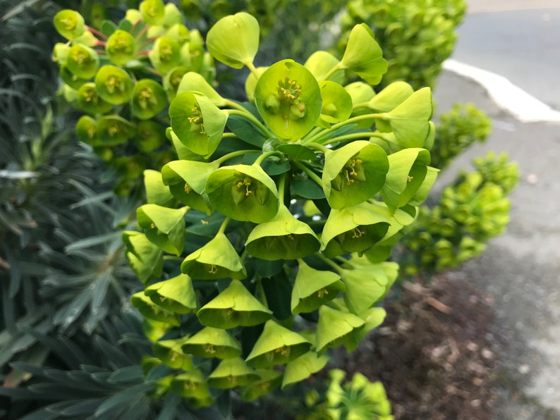 1 Starter Plant of Euphorbia characias subsp. Wulfenii Perennial Flower image 7