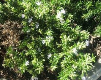 1 Starter Plant of Perennial Lemon Creeping Thyme Herb