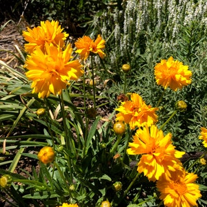 Coreopsis grandiflora Early Sunrise Tickseed image 1