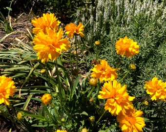 Könnte beinhalten: Nahaufnahme einer Gruppe von leuchtend gelben Blüten mit grünem Laub und Knospen. Die Blüten haben eine gänseblümchenartige Form mit mehreren Blütenblättern.