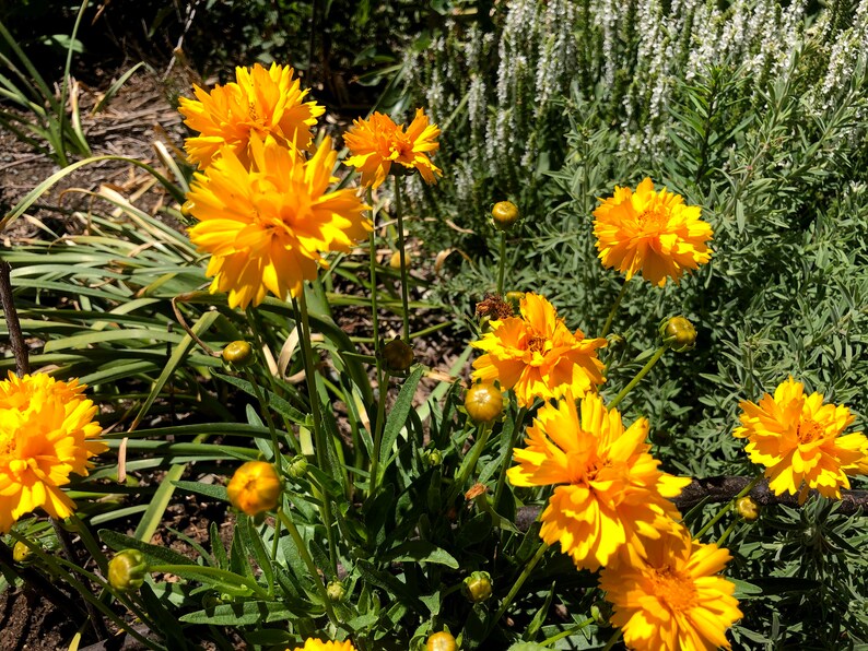 Coreopsis grandiflora Early Sunrise Tickseed image 1