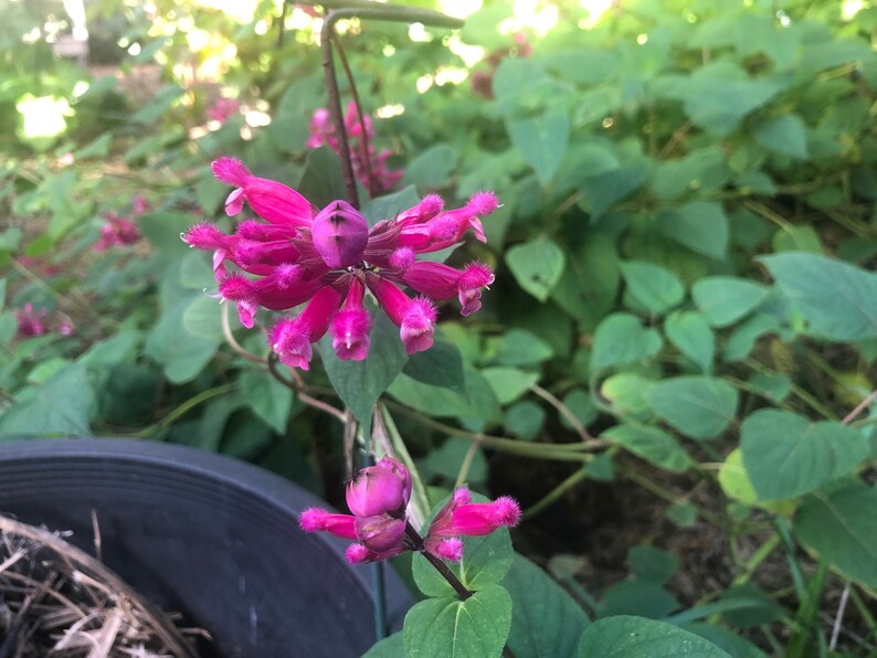 1 Starter Plant of Salvia involucrata Rosebud Salvia Perennial Flower image 8