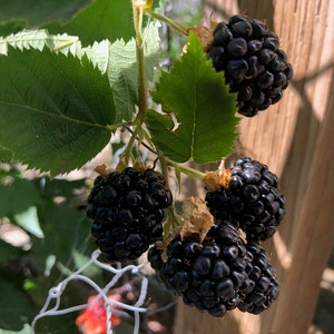 1 Starter Plant of Perennial Thornless Triple Crown Blackberry image 6