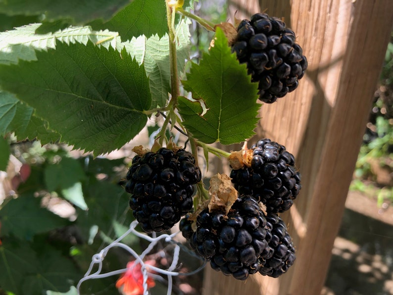 1 Starter Plant of Perennial Thornless Triple Crown Blackberry image 6
