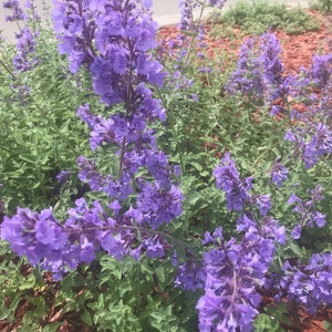 1 Starter Plant of Catmint Nepeta Faasenii Perennial Flower
