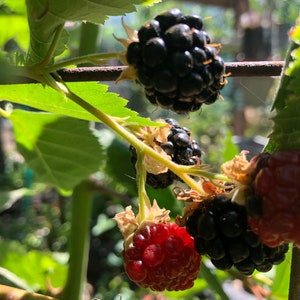 May include: Close-up of a blackberry bush with ripe blackberries and one red blackberry. The blackberries are growing on a branch with green leaves.