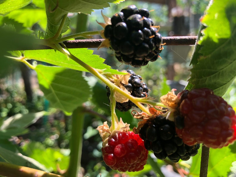 May include: Close-up of a blackberry bush with ripe blackberries and one red blackberry. The blackberries are growing on a branch with green leaves.