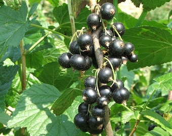1 Starter Plant of Perennial Black currant Consort