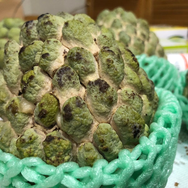 Cherimoya Samen 釋迦;刺果番荔枝 - 10 Samen