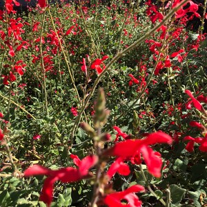1 Starter Plant of Salvia Darcyi Perennial Flower image 4