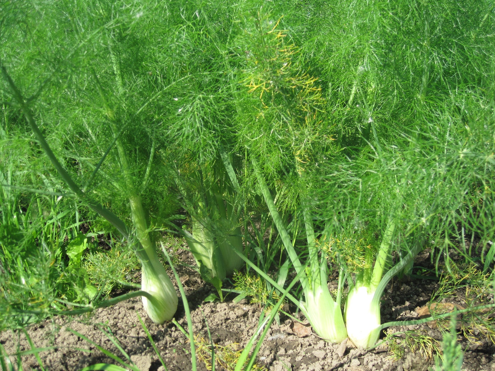 Zefa Fino Florence Fennel Seeds 茴香 100 Seeds Etsy