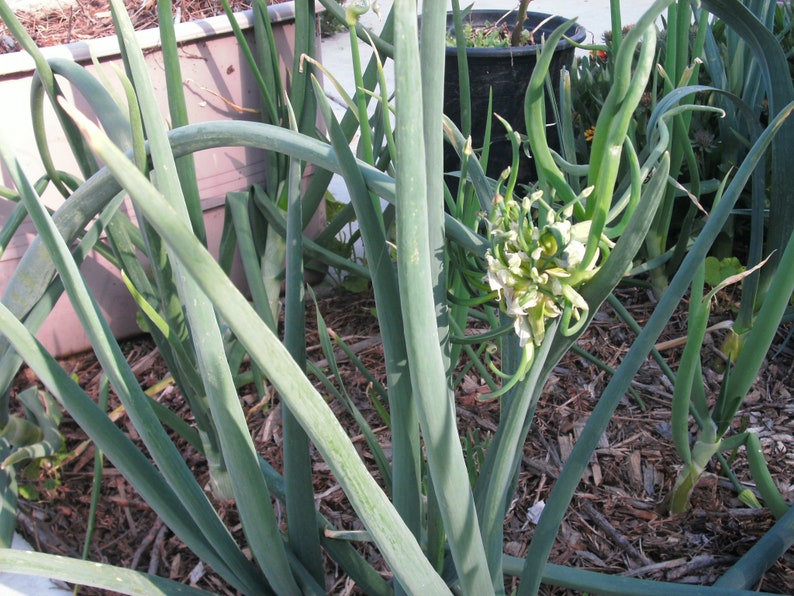 Egyptian Walking Onion Tree Onion, Allium proliferum Starter image 10