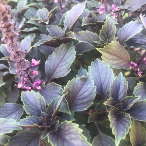 1 Plant of Perennial Basil Herbalea Wild Magic