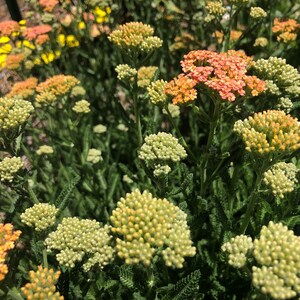 Achiella Achillea millefolium Colorado mixture Yarrow Perennial Flower image 2