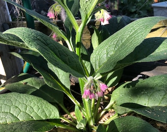 1 Starter Plant of Perennial Comfrey - Fertilize Your Garden with Comfrey