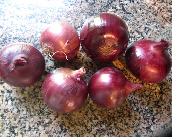Onion Southport Red Global Seeds 洋蔥 - 100 Seeds