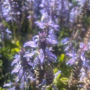 1 Starter Plant of Plectranthus neochilus Perennial Flower