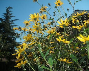 1 Starter Plants of Helianthus tuberosus Perennial Flower