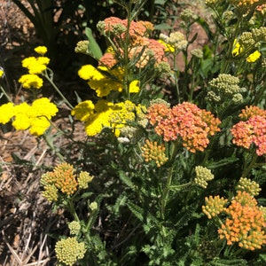 Achiella Achillea millefolium Colorado mixture Yarrow Perennial Flower image 8