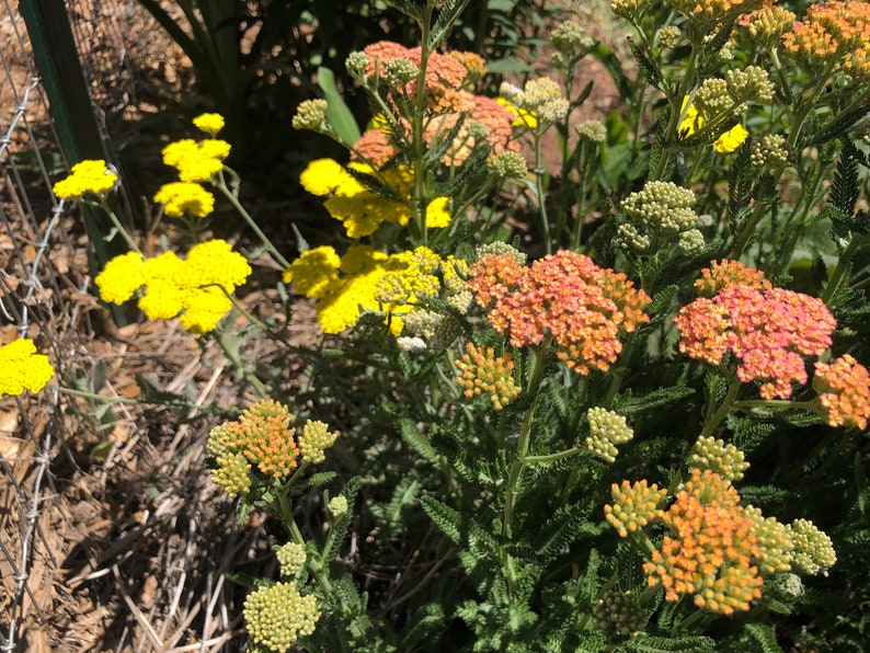 Achiella Achillea millefolium Colorado mixture Yarrow Perennial Flower image 8