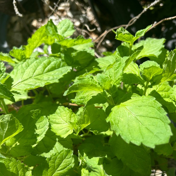 1 Starter Plant of Perennial Grapefruit Mint Mentha x piperita ‘Grapefruit