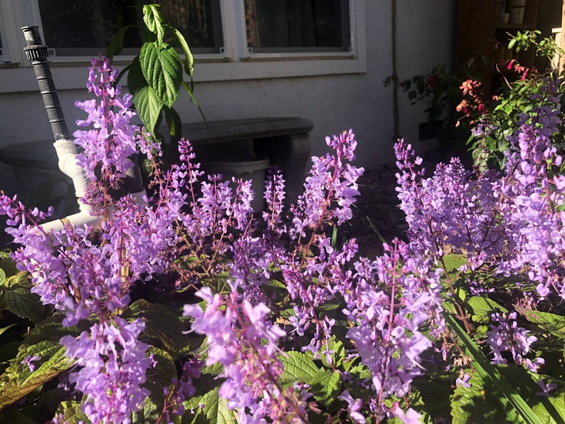 3 Starter Plants of Plectranthus ciliatus 'Zulu Wonder' Perennial Flower image 8