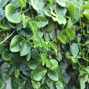 Madeira-Vine Anredera cordifolia Seeds 川七 1 Seed image 9