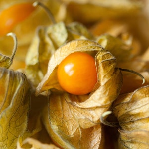 1 Starter Plant of Perennial Physalis pruinosa Ground Cherry