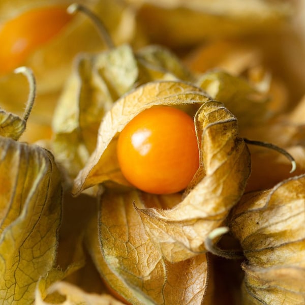 1 Starter Plant of Perennial Physalis pruinosa Ground Cherry