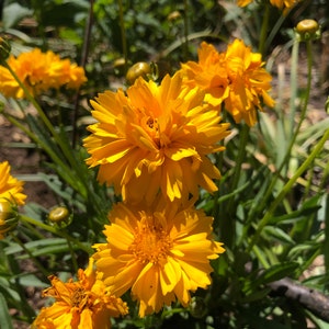 Coreopsis grandiflora Early Sunrise Tickseed image 8