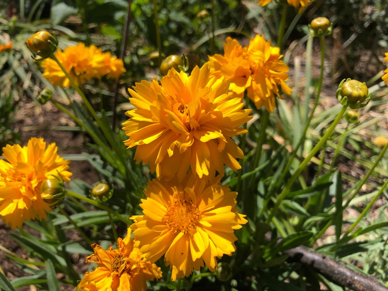 Coreopsis grandiflora Early Sunrise Tickseed image 8