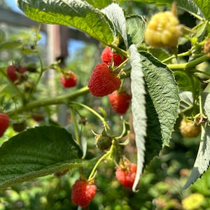 1 Starter Plant of  Perennial Everbearing Crimson Night Red Raspberry