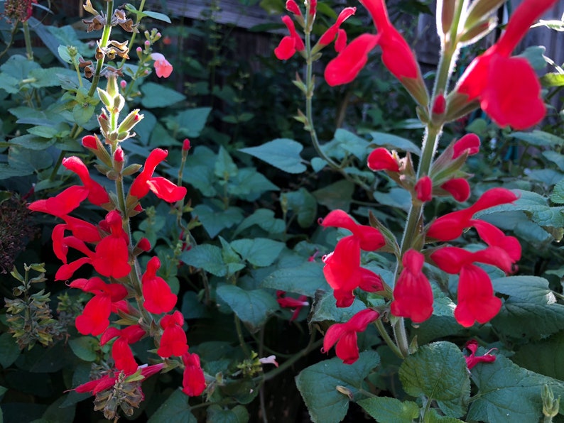 1 Starter Plant of Salvia Darcyi Perennial Flower image 2