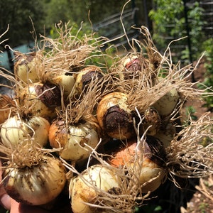 May include: A bundle of freshly harvested onions, featuring a creamy white and light brown color. The onions have dry, beige roots and are ready for use. The image is taken outdoors in natural light, showcasing the texture and freshness of the produce.