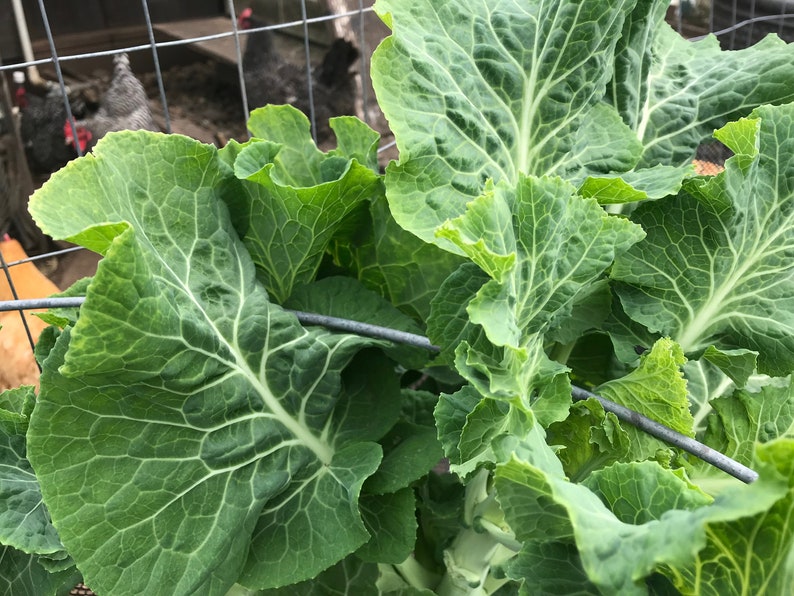 Carolina Yellow Cabbage Collard Seeds - 50 Seeds - Etsy