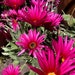 see more listings in the Perennial Flower Starter section