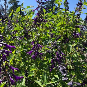 1 Starter Plant of Salvia Amistad Friendship Sage Perennial Flower