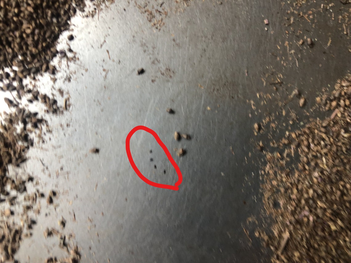 Grass Jelly Mesona Chinensis Seeds 50 Seeds taiwan Variety Etsy