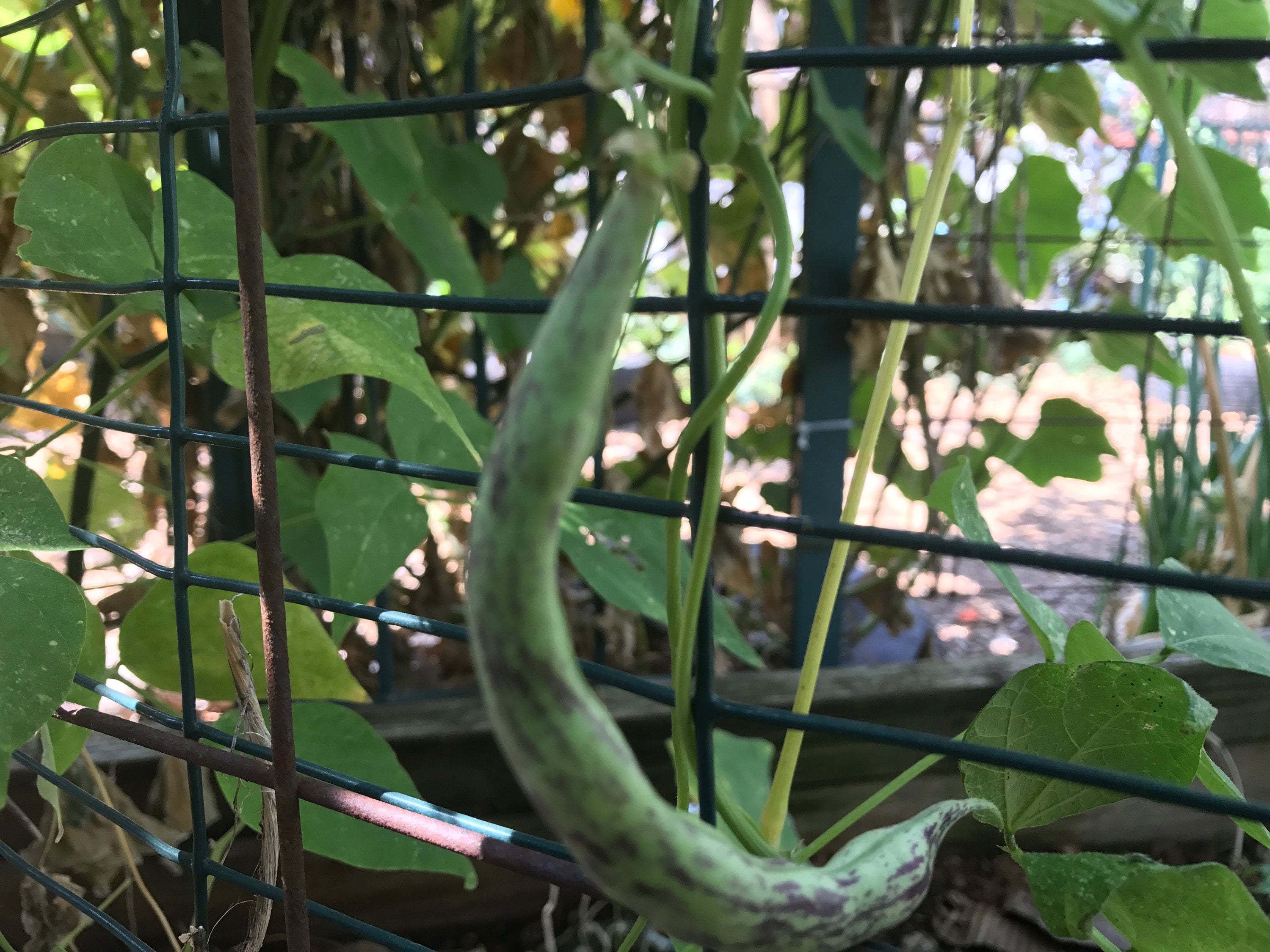 Black Spot Green Bean Seeds 20 Seeds Etsy UK