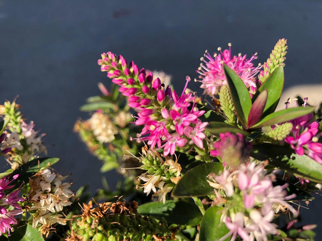 1 Starter Plant of Hebe Raspberry Ripple - Etsy