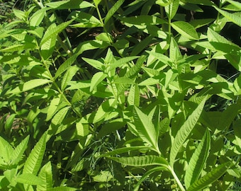 1 Starter Plant of Perennial Lemon Verbena Aloysia triphylla