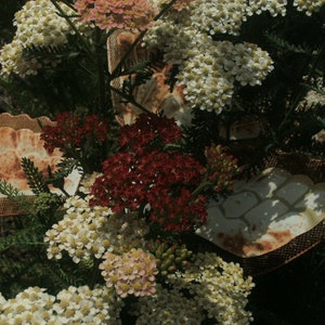 Achiella Achillea millefolium Colorado mixture Yarrow Perennial Flower image 5