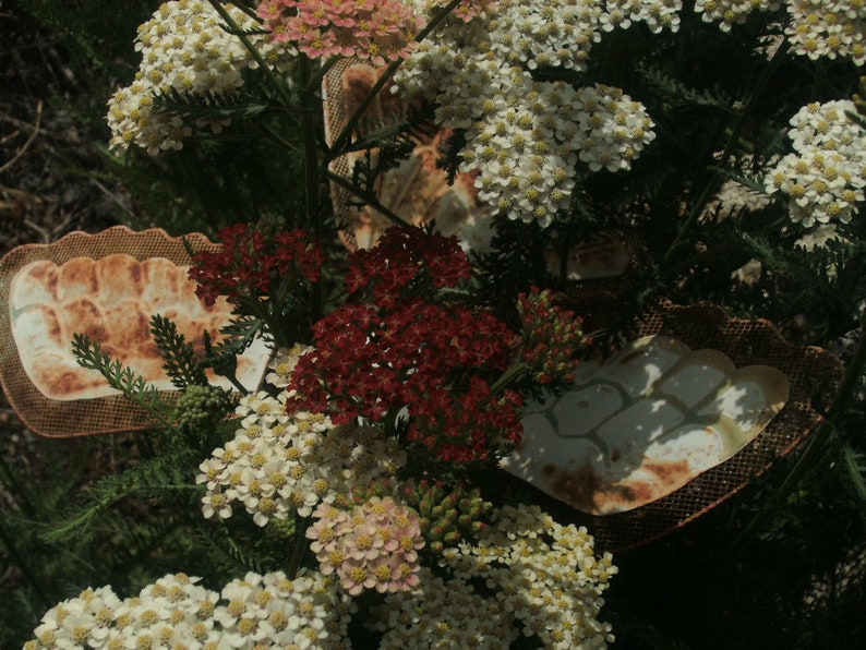 Achiella Achillea millefolium Colorado mixture Yarrow Perennial Flower image 5