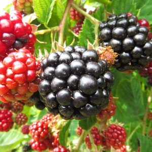 May include: Close-up of ripe blackberries and red raspberries growing on a vine. The berries are clustered together and have a glossy, juicy appearance.