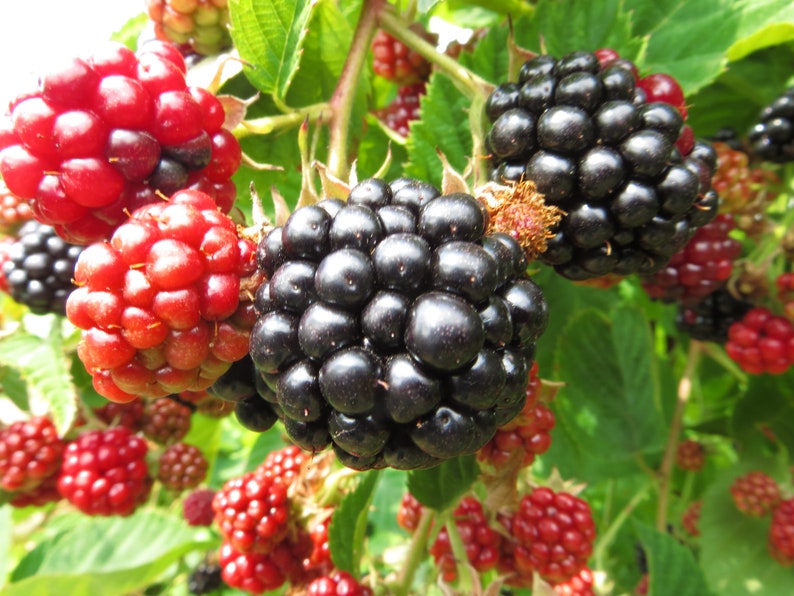 May include: Close-up of ripe blackberries and red raspberries growing on a vine. The berries are clustered together and have a glossy, juicy appearance.