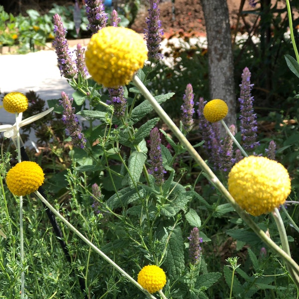 Craspedia Billy Buttons Perennial Flower